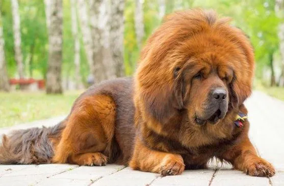 Тибетский мастиф-211