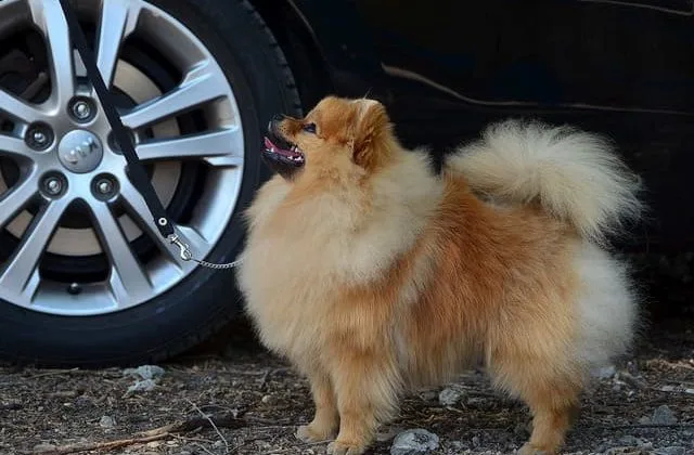 Померанский шпиц медвежьего типа (1)25