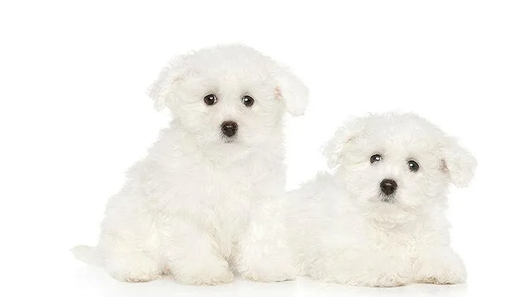Бишон фризе: озорной питомец с привлекательной игрушечной внешностью5