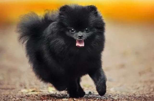 Померанский шпиц медвежьего типа (5)10