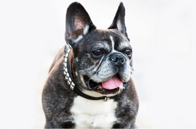 Французский бульдог (33)23