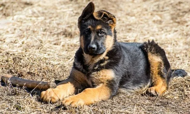 Дрессировка немецкой овчарки: правила, эффективные приемы и советы от кинологов для успешного обучения2