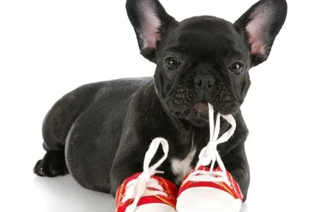 Черный французский мини бульдог7