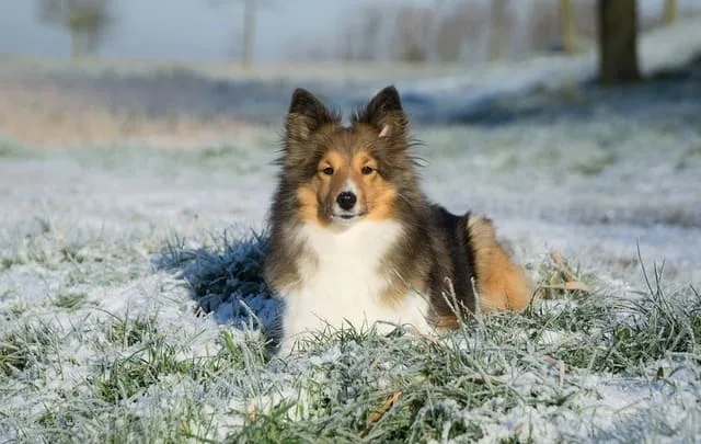 Карликовые колли: преданные друзья и идеальные пастушьи собаки3