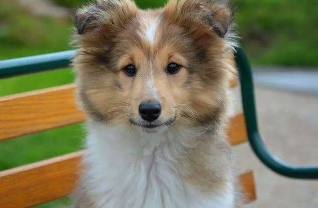 Карликовые колли (шелти) (24)19