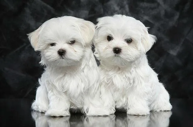 Болонка мальтийская (1)8