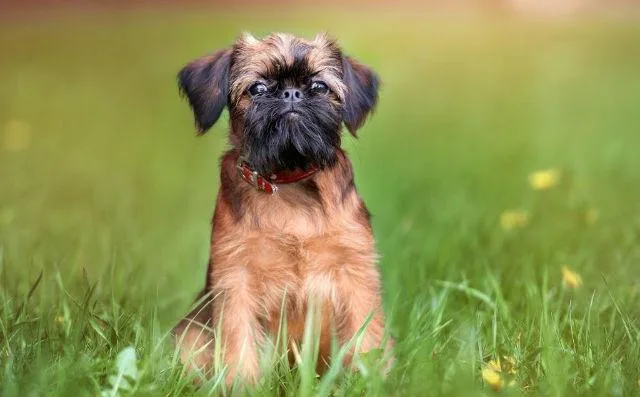 Брюссельский гриффон: отважный крысолов с экстравагантной внешностью и характером3