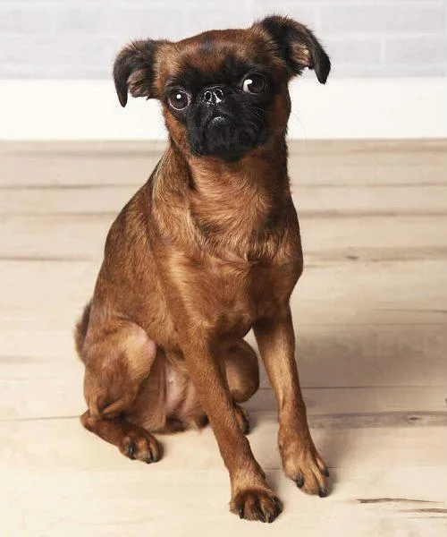 Пти-брабансон: полное описание породы, уход и советы для владельцев3