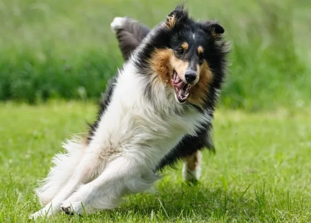Шотландская овчарка: преданный друг с аристократической внешностью и уникальным характером6