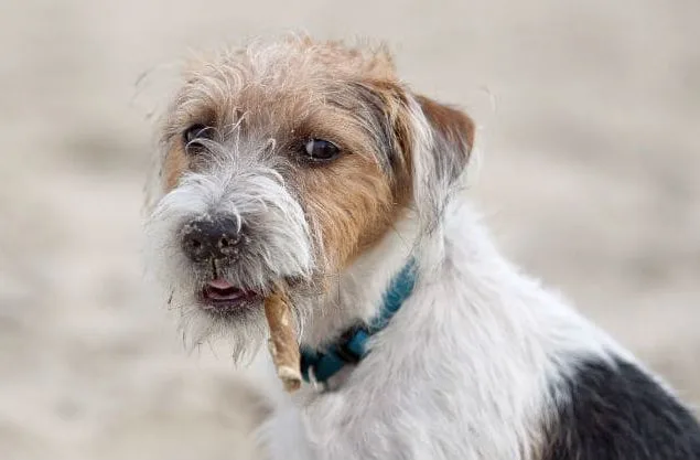 Парсон-рассел-терьер (3)7