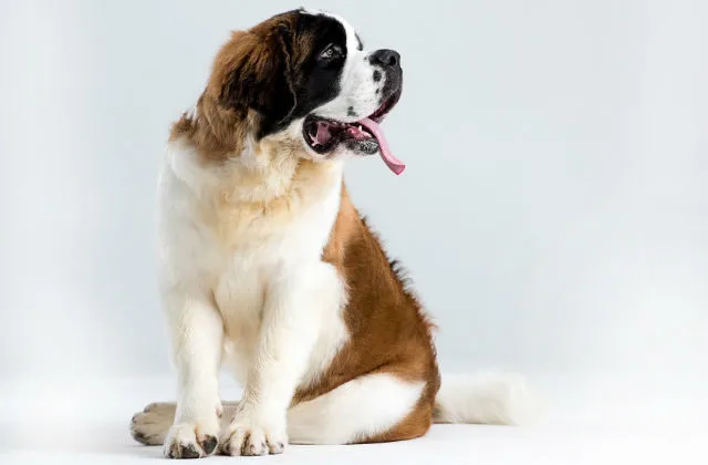 Сенбернар (13)7