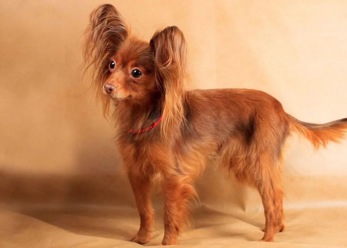 Русский той-терьер: маленький упрямец с выразительными оленьими глазами5