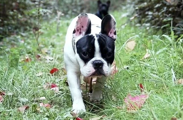 Французский бульдог (9)22