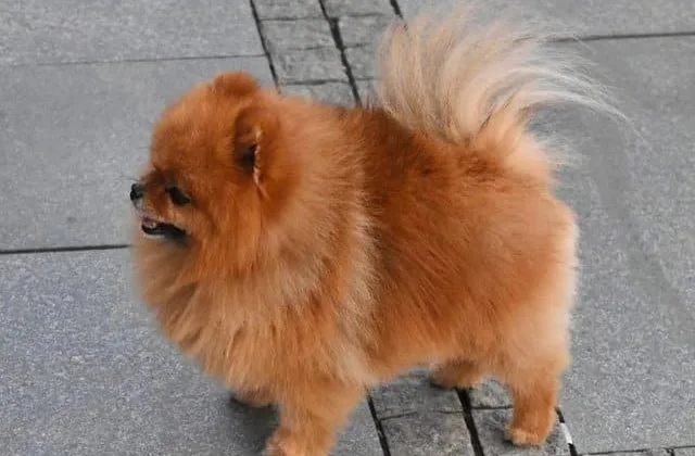 Померанский шпиц медвежьего типа (6)14