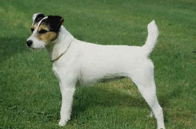 Парсон-рассел-терьер (4)8