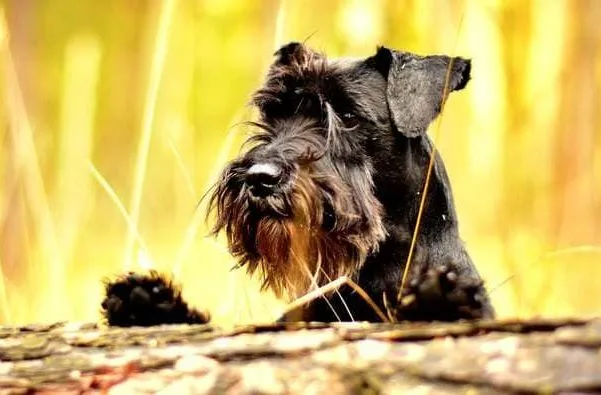 Скотч-терьер (22)20