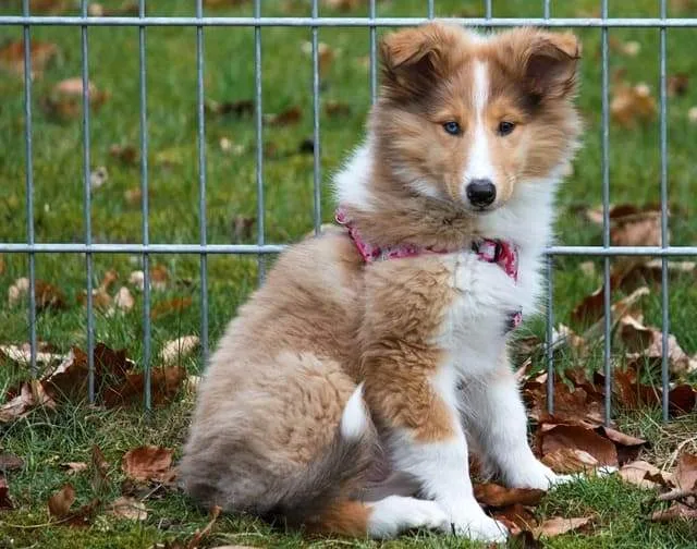 Шотландская овчарка: преданный друг с аристократической внешностью и уникальным характером5