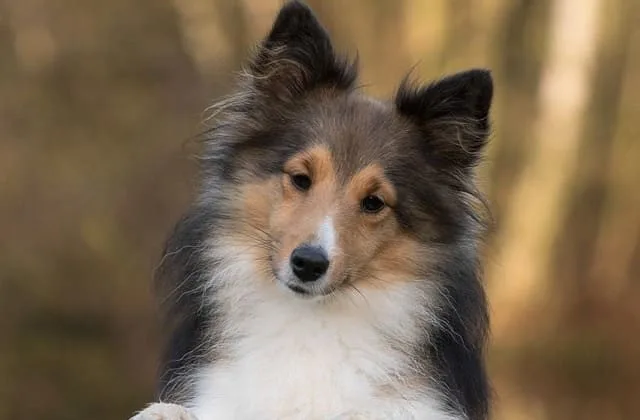 Карликовые колли (шелти) (23)25