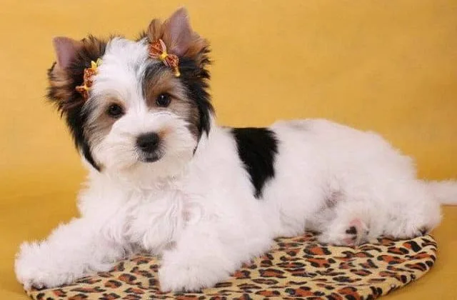 Бивер йорк (5)6