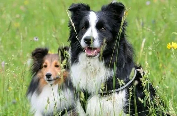 Карликовые колли (шелти) (12)9