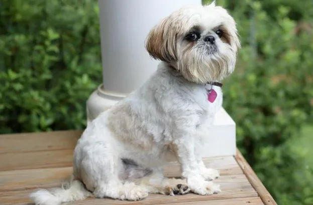 Маленькая порода Ши-тцу-113
