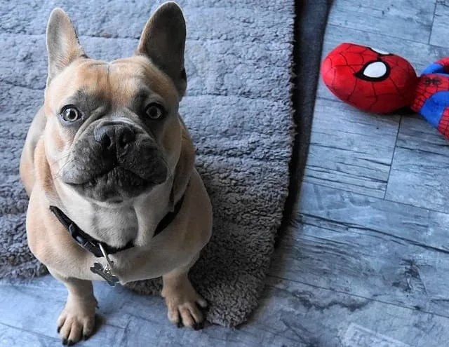 Французский бульдог: преданный охранник, крысолов и любимец Ива Сен-Лорана7