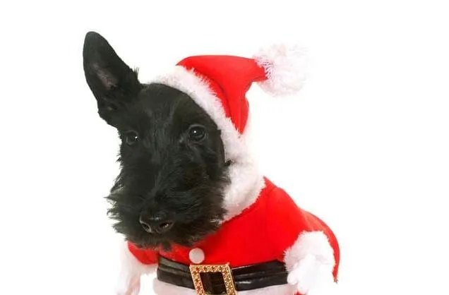 Скотч-терьер (25)19