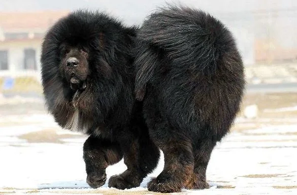 Собака породы тибетский мастиф-215