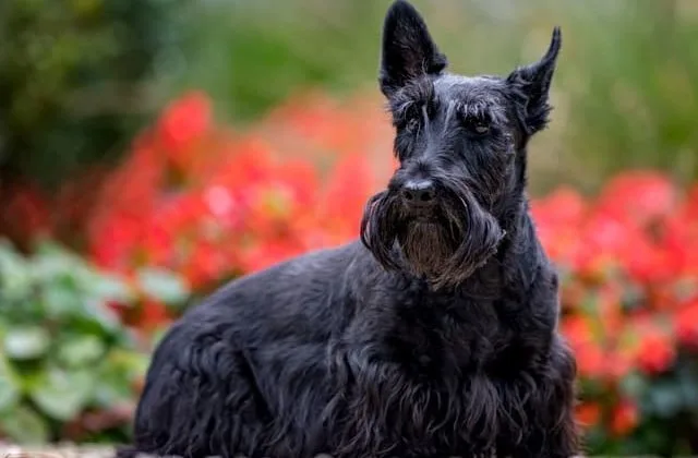 Скотч-терьер (6)12