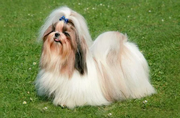 Глупые породы Ши-тцу12
