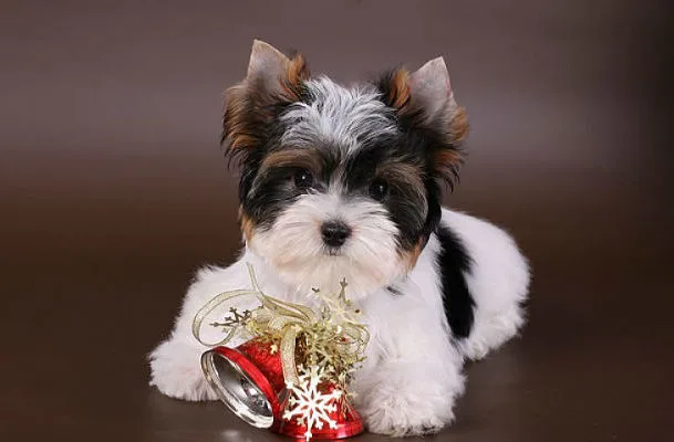 Бивер йорк (4)14