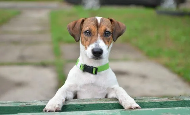Воспитание джек-рассел-терьера: эффективные методы управления энергией вашего маленького урагана1