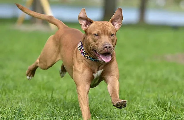 Американский питбультерьер (9)8