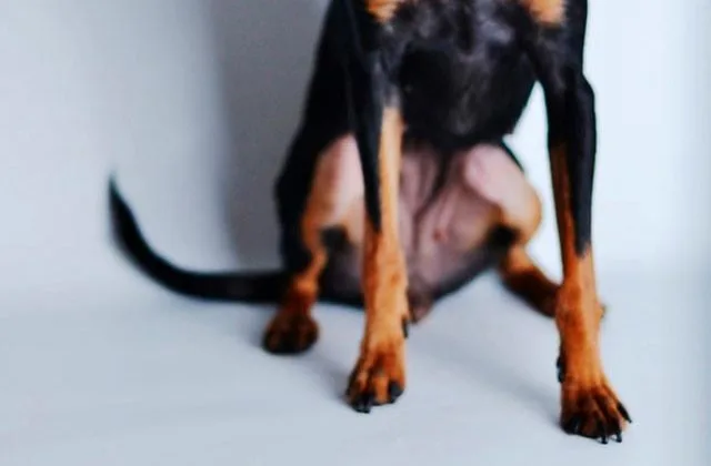 той-терьер-58