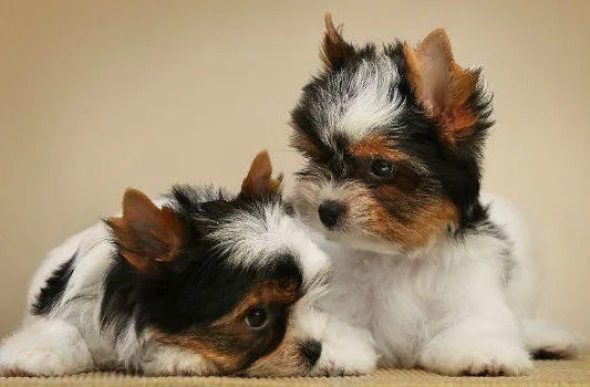 Бивер йорк (13)9