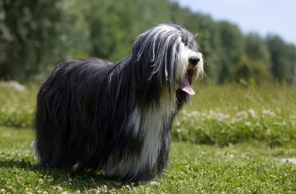 Бородатый колли (10)7