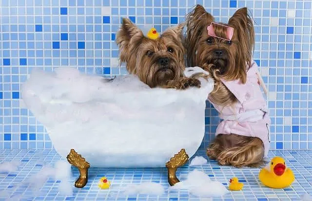 Правильное купание йорка: советы и рекомендации для ухода за шерстью3