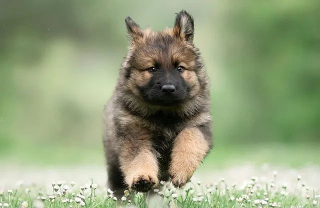 Правильный уход и содержание немецкой овчарки: советы и рекомендации для владельцев1