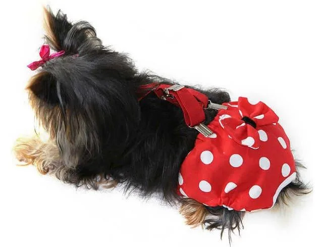 Беременность и роды йоркширского терьера: возможные проблемы и советы для владельцев1