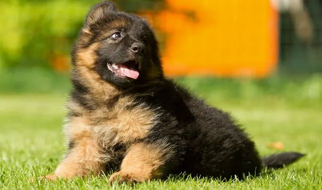 Смена зубов у щенка немецкой овчарки: советы по уходу и помощи питомцу2