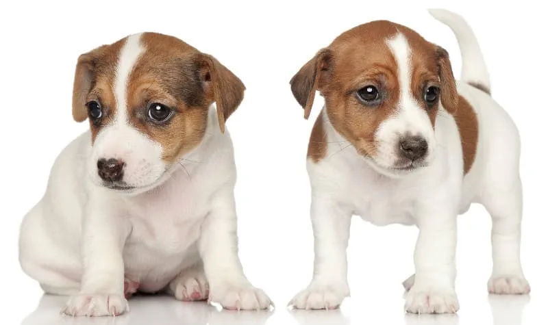 Продолжительность жизни джек-рассел-терьеров: факторы, влияющие на здоровье и советы по продлению жизни вашего питомца1