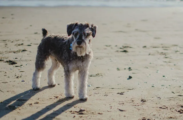 Цвергшнауцер (16)15