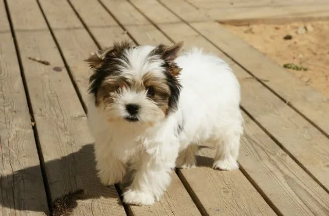 Бивер йорк (15)11