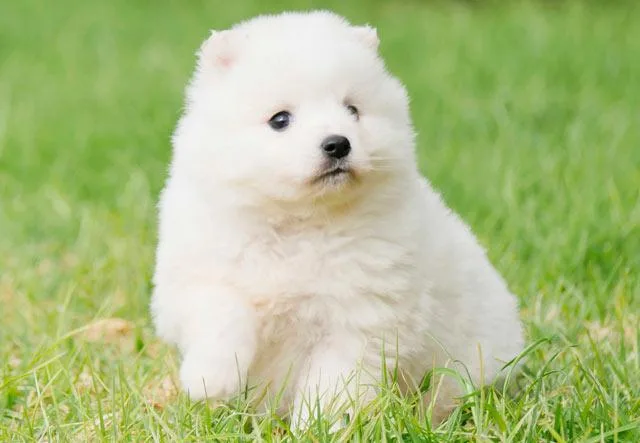 Померанский шпиц: плюшевая собачка с уникальным характером и особенностями ухода3