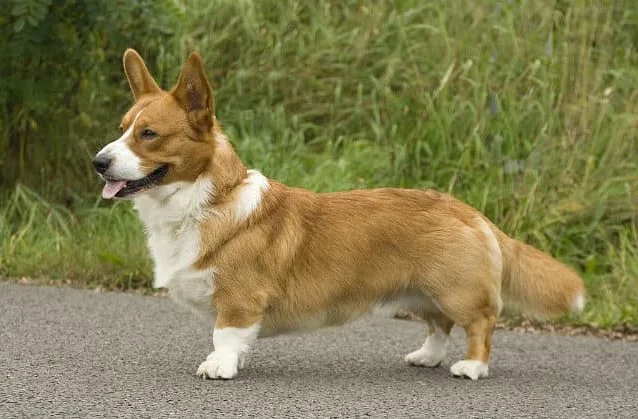 Вельш-корги-кардиган (4)6