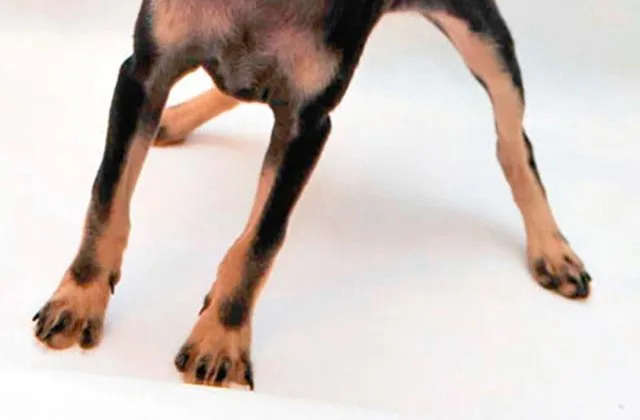 той-терьер67