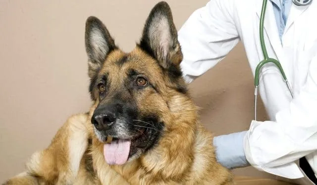 Необходимые прививки и особенности первой вакцинации щенка немецкой овчарки: полное руководство для владельцев1