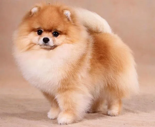 Как превратить шпица в плюшевую игрушку: советы по стрижке собаки2