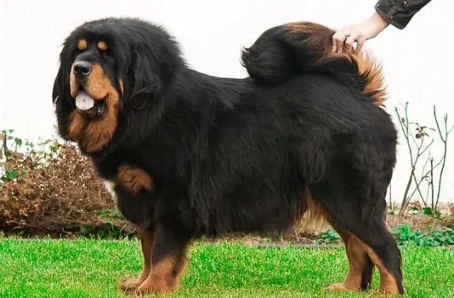 Крупная порода Тибетский мастиф (2)13