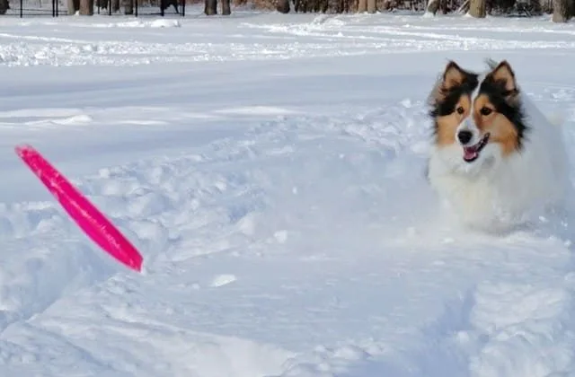 Карликовые колли (шелти) (30)16